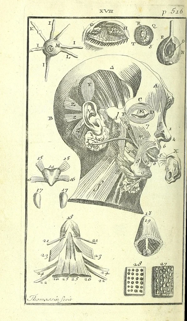 An illustration from L'anatomie de l'homme, suivant la circulation du sang, & les dernieres découvertes :, 1698, leaf 594