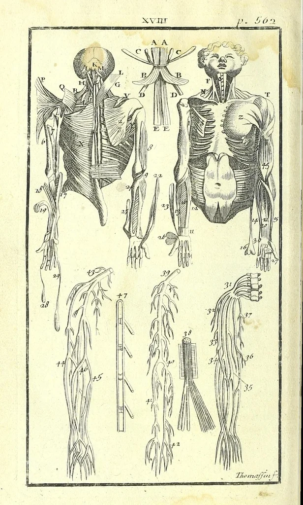 An illustration from L'anatomie de l'homme, suivant la circulation du sang, & les dernieres découvertes :, 1698, leaf 642