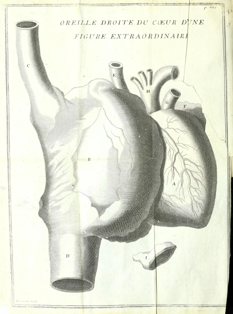 An illustration from L'anatomie de l'homme, suivant la circulation du sang, & les dernieres découvertes :, 1698, leaf 746