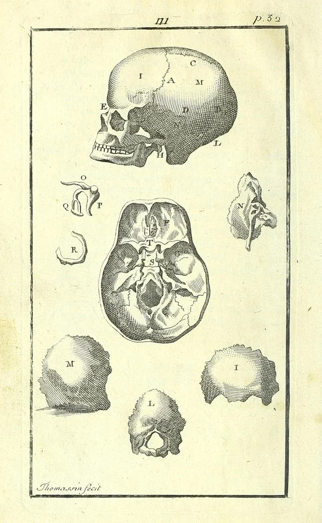 An illustration from L'anatomie de l'homme, suivant la circulation du sang, & les dernieres découvertes :, 1698, leaf 80