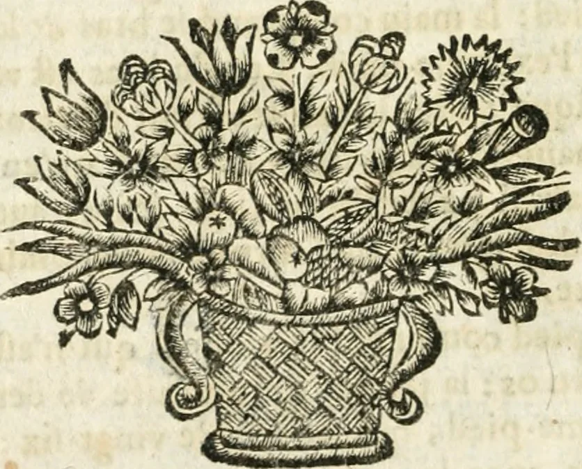An illustration from L'anatomie françoise, recveillie des meillevrs autheurs qui ont écrit de cette science, 1673, leaf 115