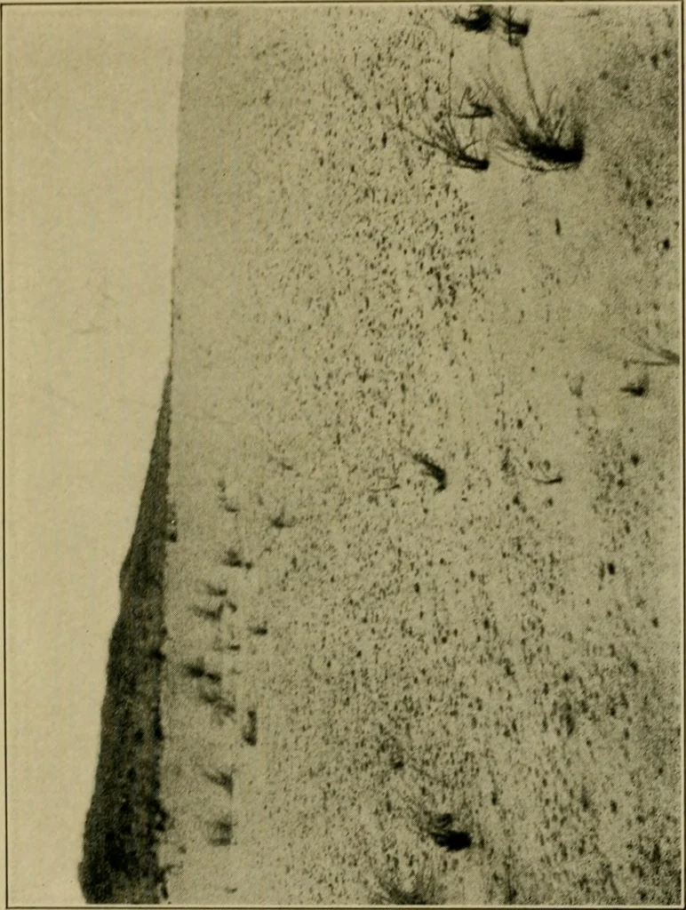An illustration from The landscape beautiful; a study of the utility of the natural landscape, its relation to human life and happiness, 1910, leaf 124