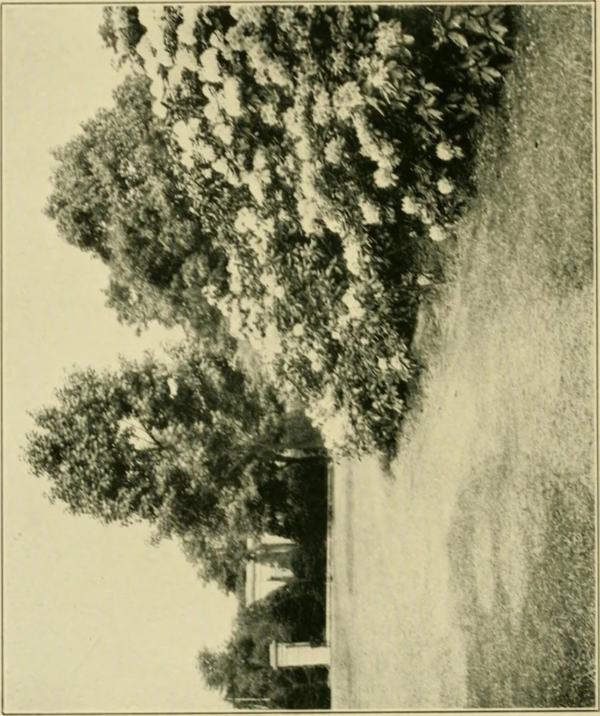 An illustration from The landscape beautiful; a study of the utility of the natural landscape, its relation to human life and happiness, 1910, leaf 143