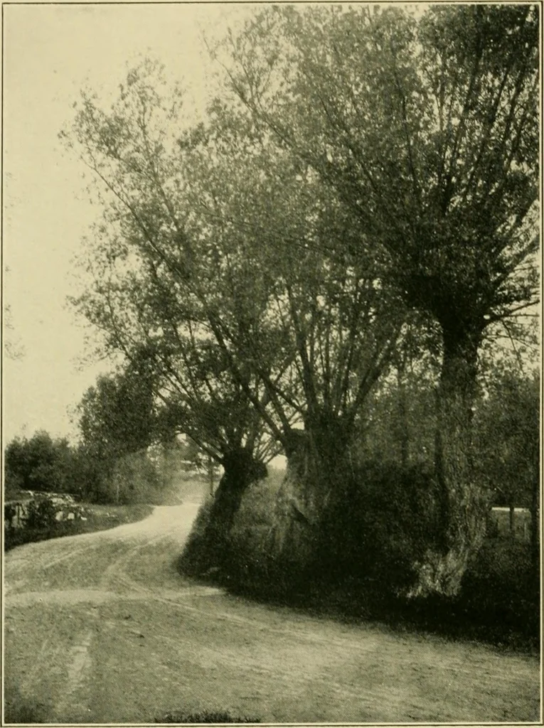 An illustration from The landscape beautiful; a study of the utility of the natural landscape, its relation to human life and happiness, 1910, leaf 161