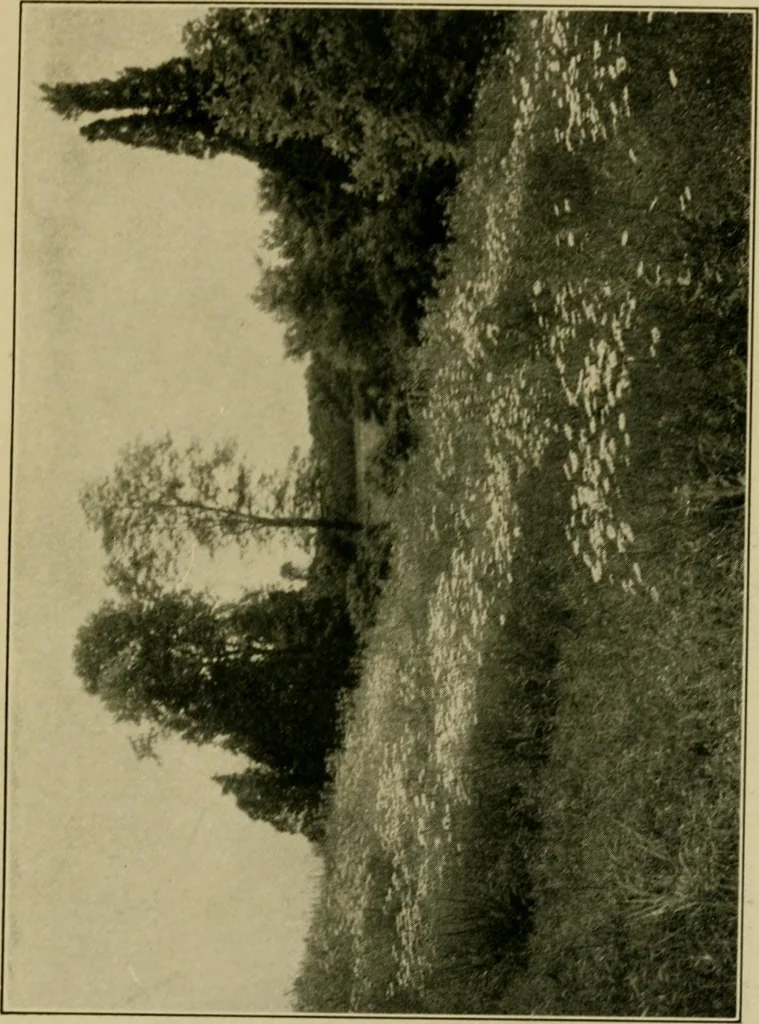 An illustration from The landscape beautiful; a study of the utility of the natural landscape, its relation to human life and happiness, 1910, leaf 206