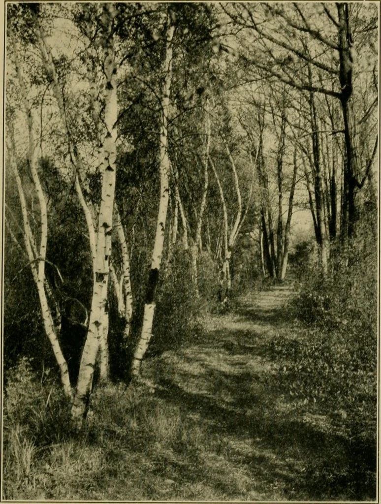An illustration from The landscape beautiful; a study of the utility of the natural landscape, its relation to human life and happiness, 1910, leaf 270