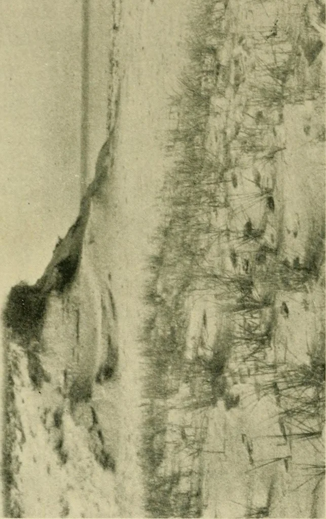 An illustration from The landscape beautiful; a study of the utility of the natural landscape, its relation to human life and happiness, 1910, leaf 271