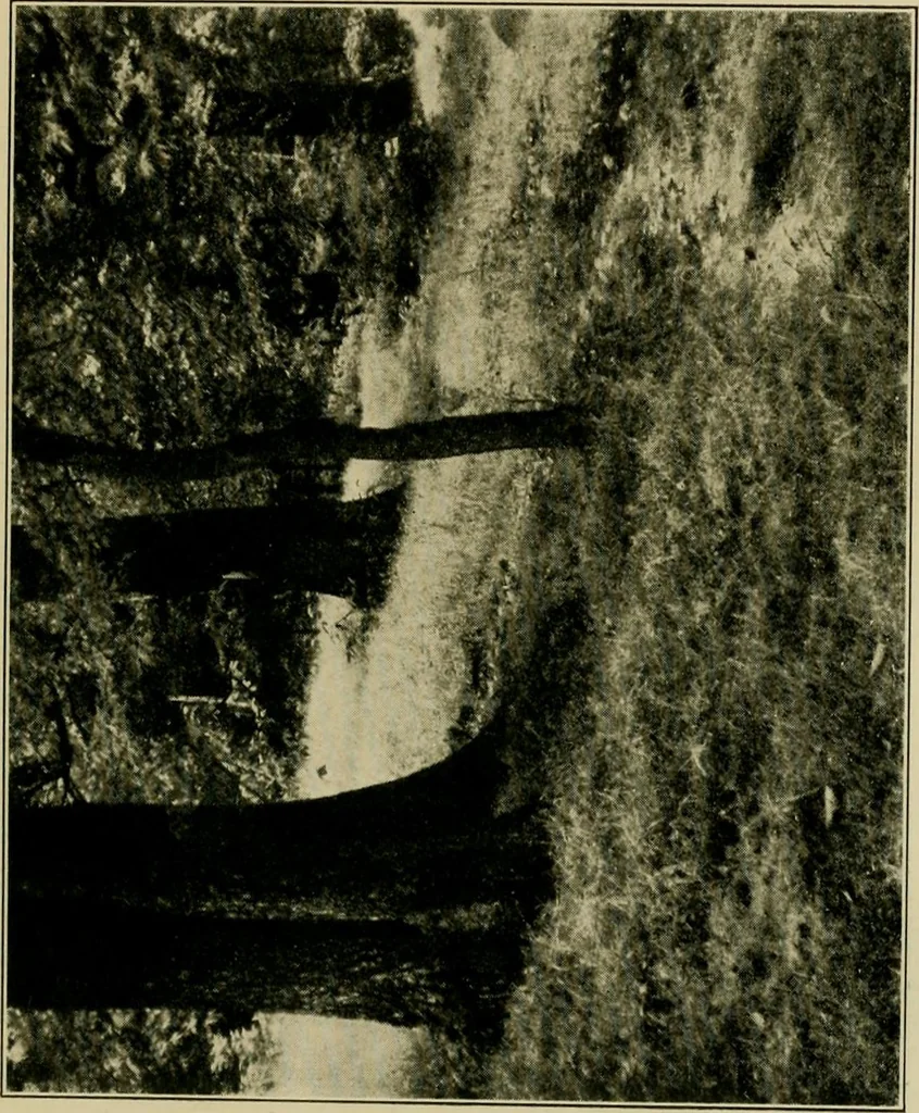 An illustration from The landscape beautiful; a study of the utility of the natural landscape, its relation to human life and happiness, 1910, leaf 318