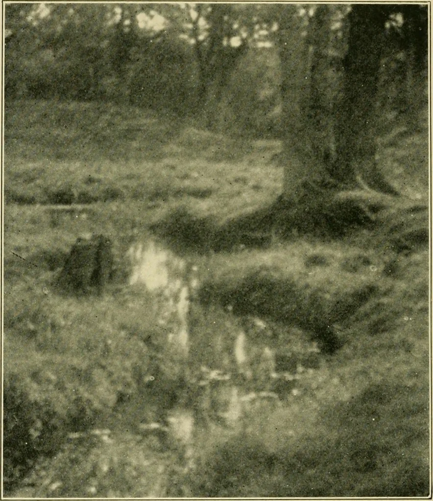 An illustration from The landscape beautiful; a study of the utility of the natural landscape, its relation to human life and happiness, 1910, leaf 319