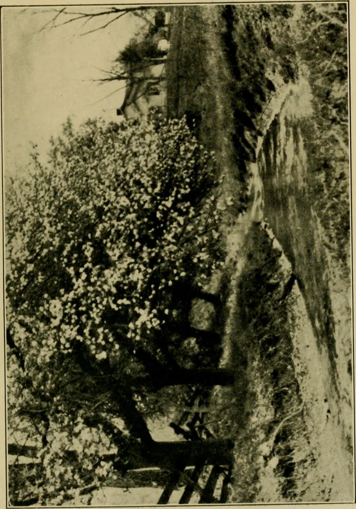 An illustration from The landscape beautiful; a study of the utility of the natural landscape, its relation to human life and happiness, 1910, leaf 354