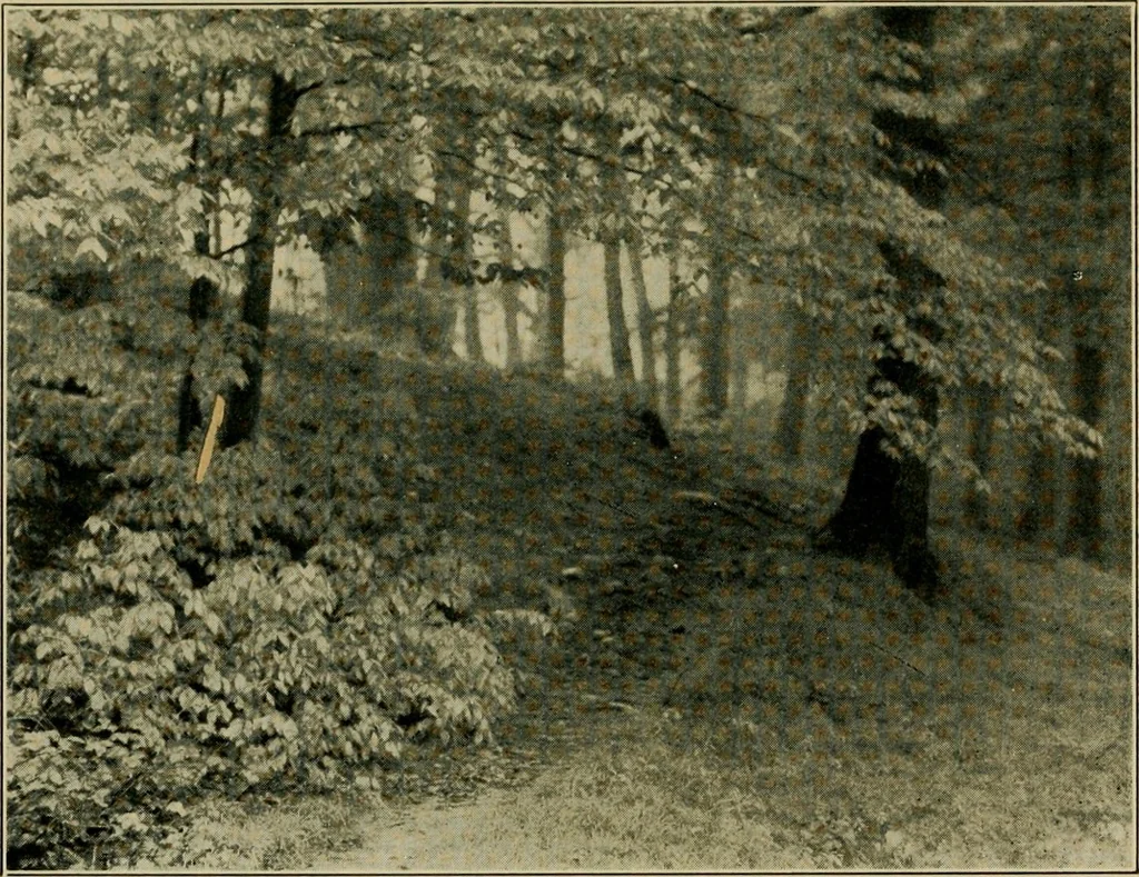 An illustration from The landscape beautiful; a study of the utility of the natural landscape, its relation to human life and happiness, 1910, leaf 364