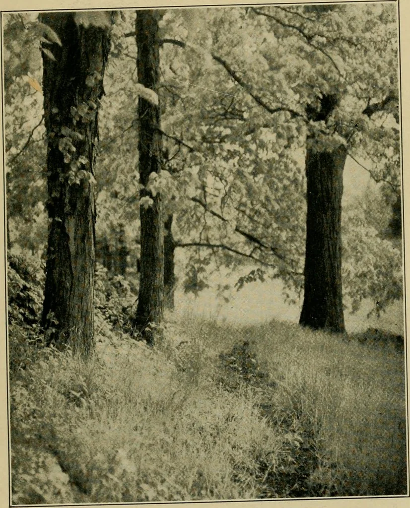 An illustration from The landscape beautiful; a study of the utility of the natural landscape, its relation to human life and happiness, 1910, leaf 42