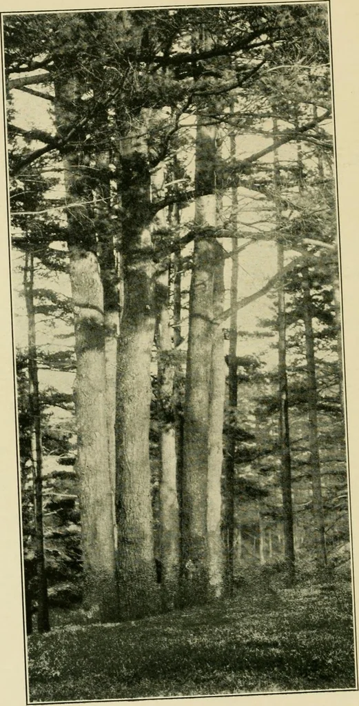 An illustration from The landscape beautiful; a study of the utility of the natural landscape, its relation to human life and happiness, 1910, leaf 43