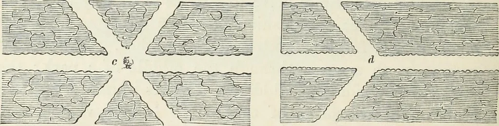 An illustration from The landscape gardening and landscape architecture of the late Humphry Repton, esq., being his entire works on these subjects : ...with historical and scientific introduction, a systematic analysis, a biographical notice, notes, and copious alphabetical index, 1840, leaf 595