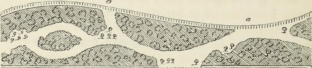 An illustration from The landscape gardening and landscape architecture of the late Humphry Repton, esq., being his entire works on these subjects : ...with historical and scientific introduction, a systematic analysis, a biographical notice, notes, and copious alphabetical index, 1840, leaf 597
