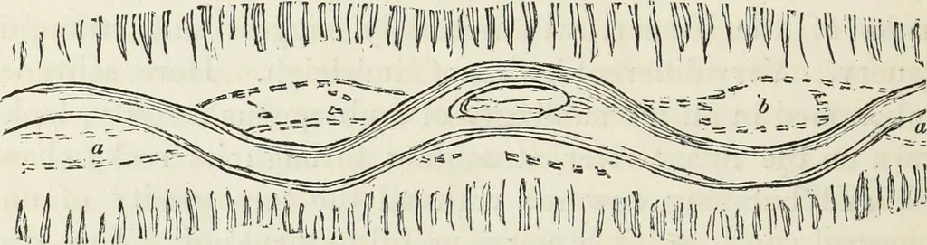 An illustration from The landscape gardening and landscape architecture of the late Humphry Repton, esq., being his entire works on these subjects : ...with historical and scientific introduction, a systematic analysis, a biographical notice, notes, and copious alphabetical index, 1840, leaf 629