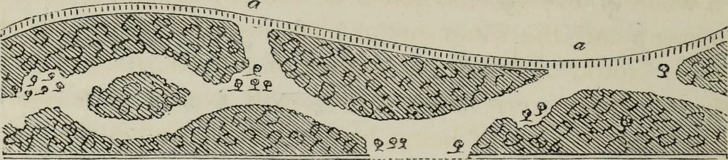 An illustration from The landscape gardening and landscape architecture of the late Humphry Repton, esq., being his entire works on these subjects : ...with historical and scientific introduction, a systematic analysis, a biographical notice, notes, and copious alphabetical index, 1840, leaf 597