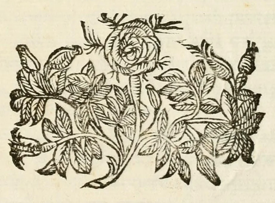 An illustration from La noce recisa ne i fvnerali del fù signor marchese Alessandro Fachenetti senatore di Bologna : celebrati nella chiesa dei santi Gregorio, e Siro de i rr. pp. ministri de gl'infermi, 1685, leaf 7