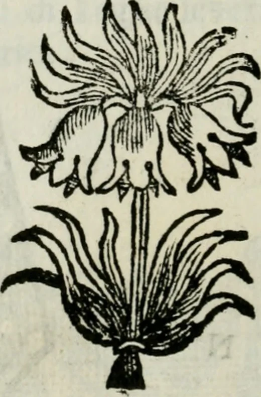 An illustration from La nuova architettura civile, e militare, 1717, leaf 299