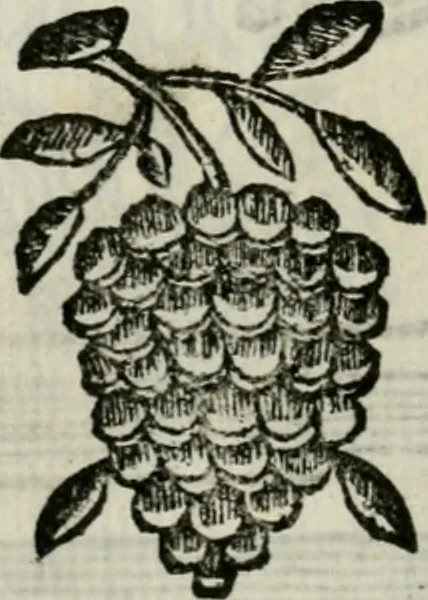 An illustration from La nuova architettura civile, e militare, 1717, leaf 301