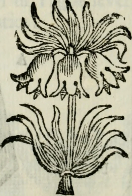 An illustration from La nuova architettura civile, e militare, 1717, leaf 531
