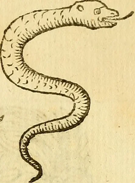 An illustration from La perfettione del cavallo, libri tre, di Francesco Liberati Romano, 1669, leaf 244