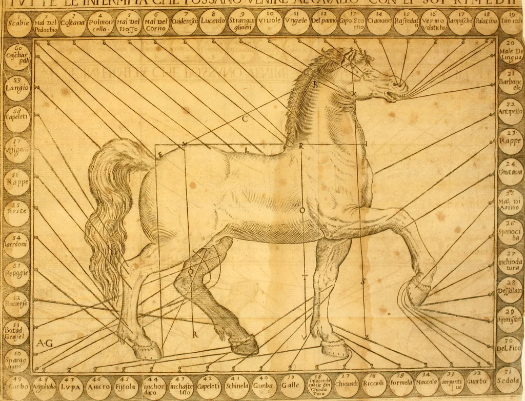 An illustration from La perfettione del cavallo, libri tre, di Francesco Liberati Romano, 1669, leaf 95