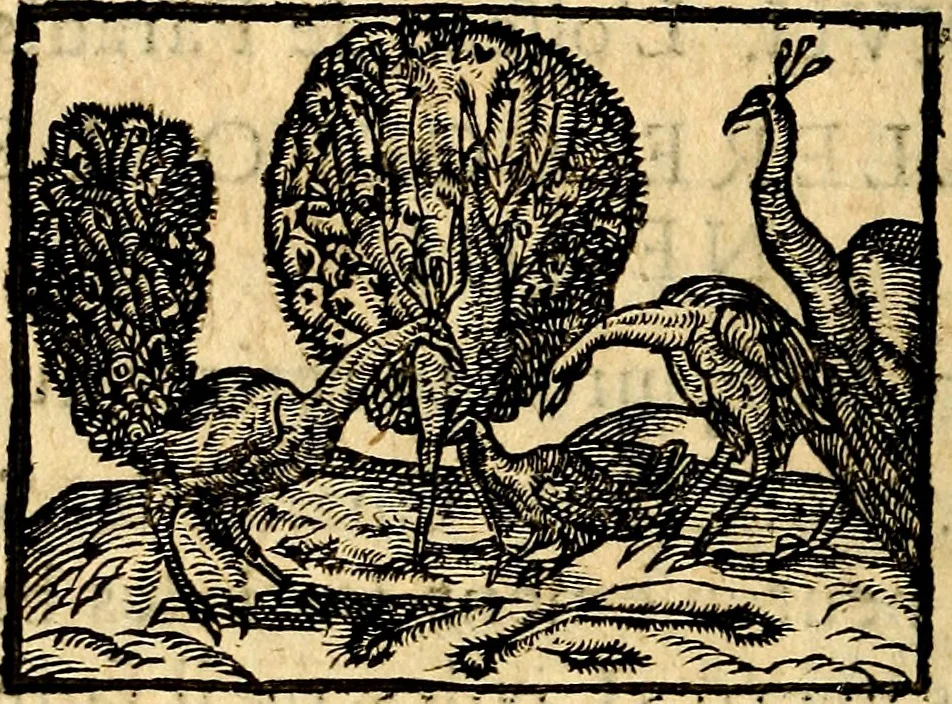 An illustration from La philosophie des images : composée d'un ample recueil de devises, & du jugement de tous les ouvrages qui ont êté faits sur cette matiere, 1682, leaf 411