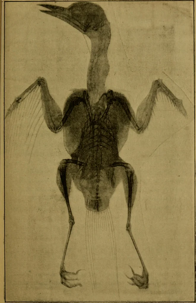 An illustration from La photographie de l'invisible : les rayons X suivi d'un glossaire, 1898, leaf 108