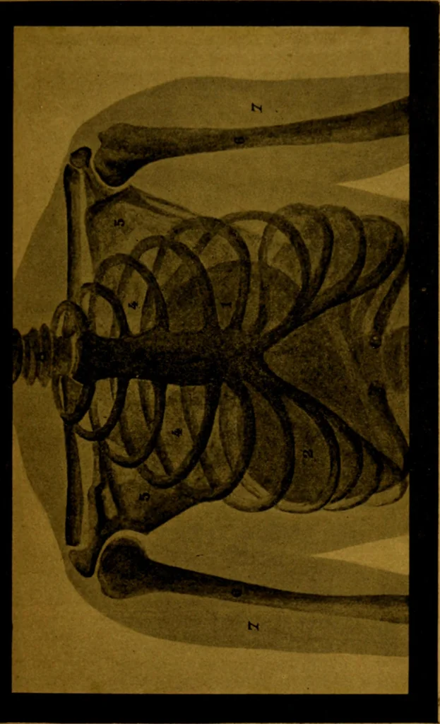 An illustration from La photographie de l'invisible : les rayons X suivi d'un glossaire, 1898, leaf 114