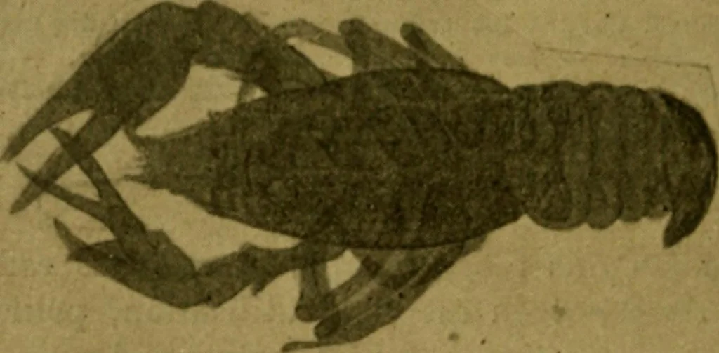 An illustration from La photographie de l'invisible : les rayons X suivi d'un glossaire, 1898, leaf 173