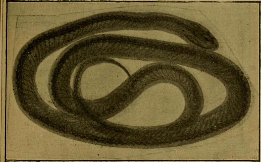 An illustration from La photographie de l'invisible : les rayons X suivi d'un glossaire, 1898, leaf 174