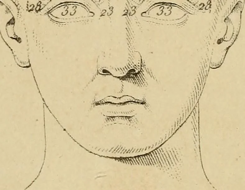 An illustration from La physiognomonie et la phrénologie, ou connaissance de l'homme d'après les traits du visage et les reliefs du crane; examen critique des systèmes d'Aristote, de Porta, de La Chambre, de Camper, de Lavater, de Gall et de Spurzheim, 1842, leaf 163