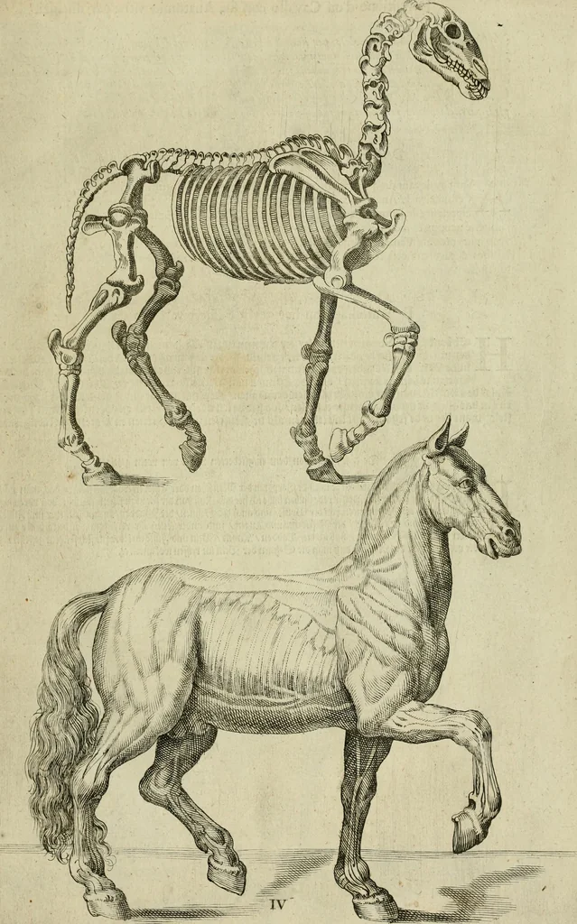An illustration from La prima-[quinta] parte della luce del dipingere et disegnare, ..., 1643, leaf 316