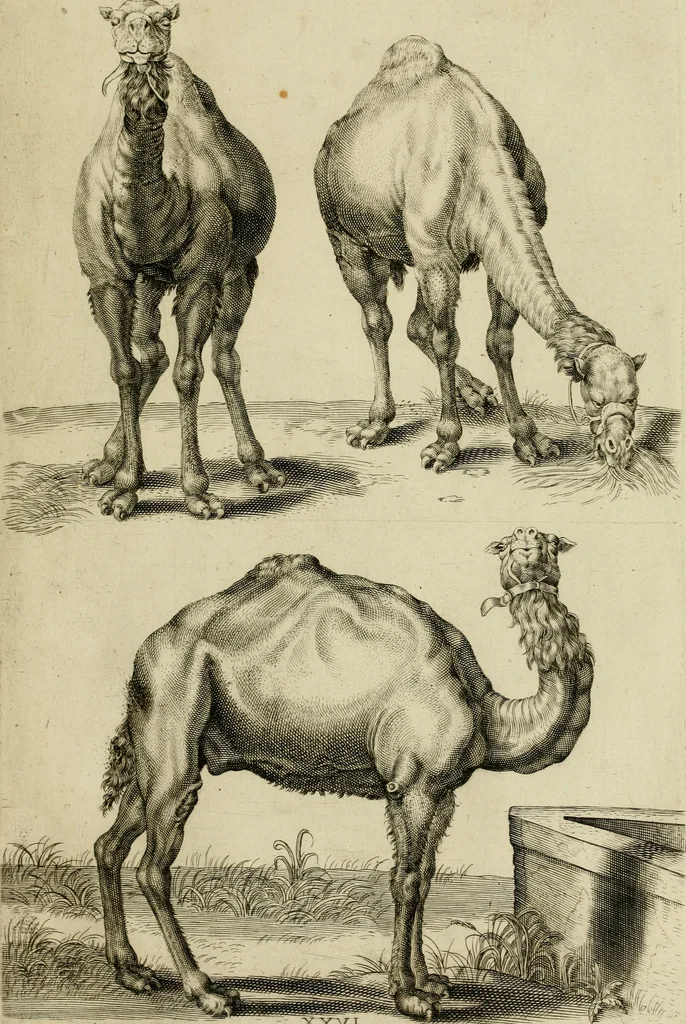 An illustration from La prima-[quinta] parte della luce del dipingere et disegnare, ..., 1643, leaf 360
