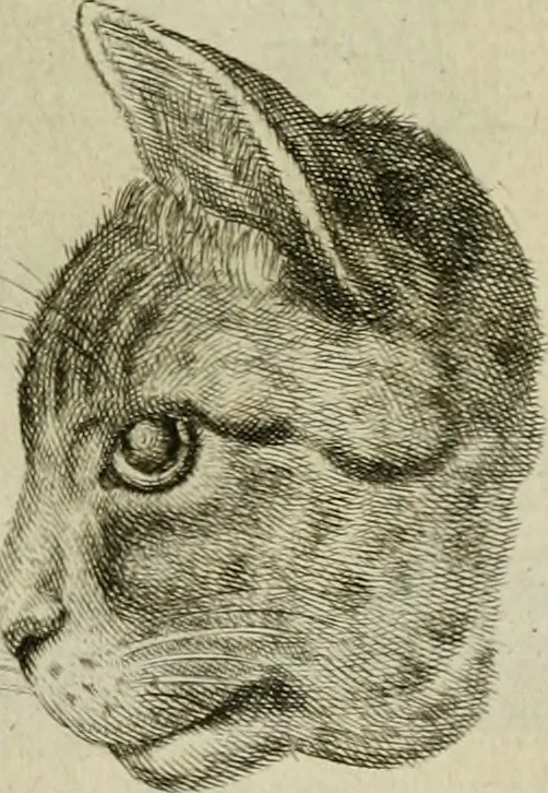 An illustration from La prima-[quinta] parte della luce del dipingere et disegnare, ..., 1643, leaf 382