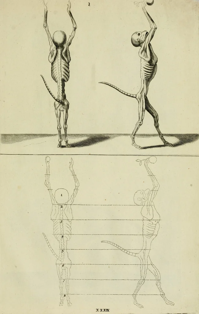 An illustration from La prima-[quinta] parte della luce del dipingere et disegnare, ..., 1643, leaf 386