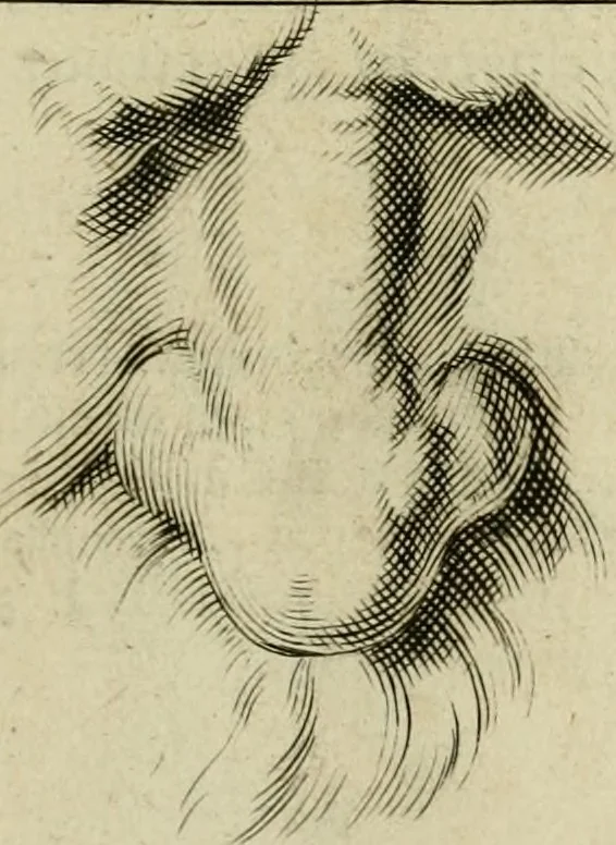 An illustration from La prima-[quinta] parte della luce del dipingere et disegnare, ..., 1643, leaf 40