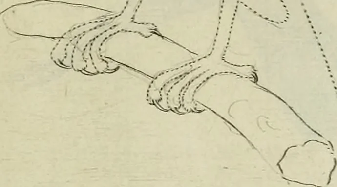 An illustration from La prima-[quinta] parte della luce del dipingere et disegnare, ..., 1643, leaf 408