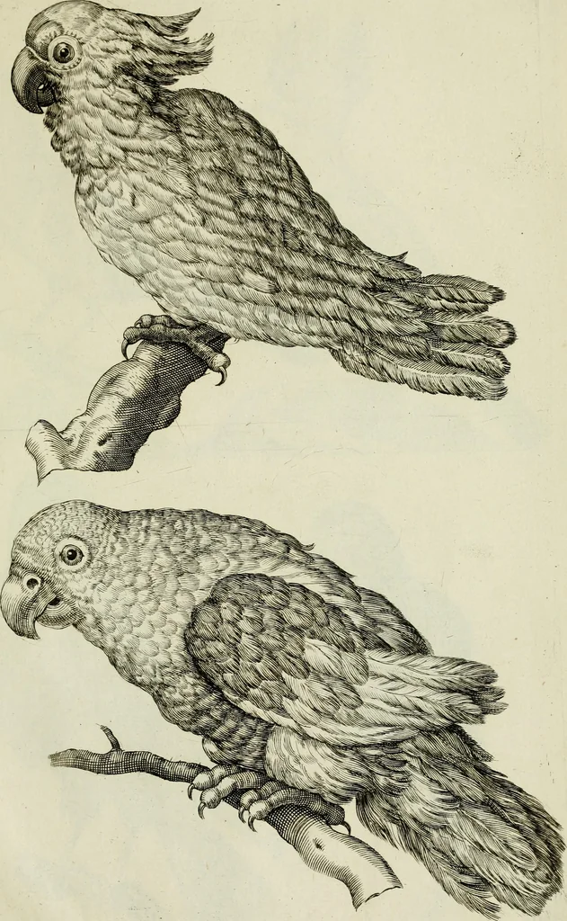 An illustration from La prima-[quinta] parte della luce del dipingere et disegnare, ..., 1643, leaf 418