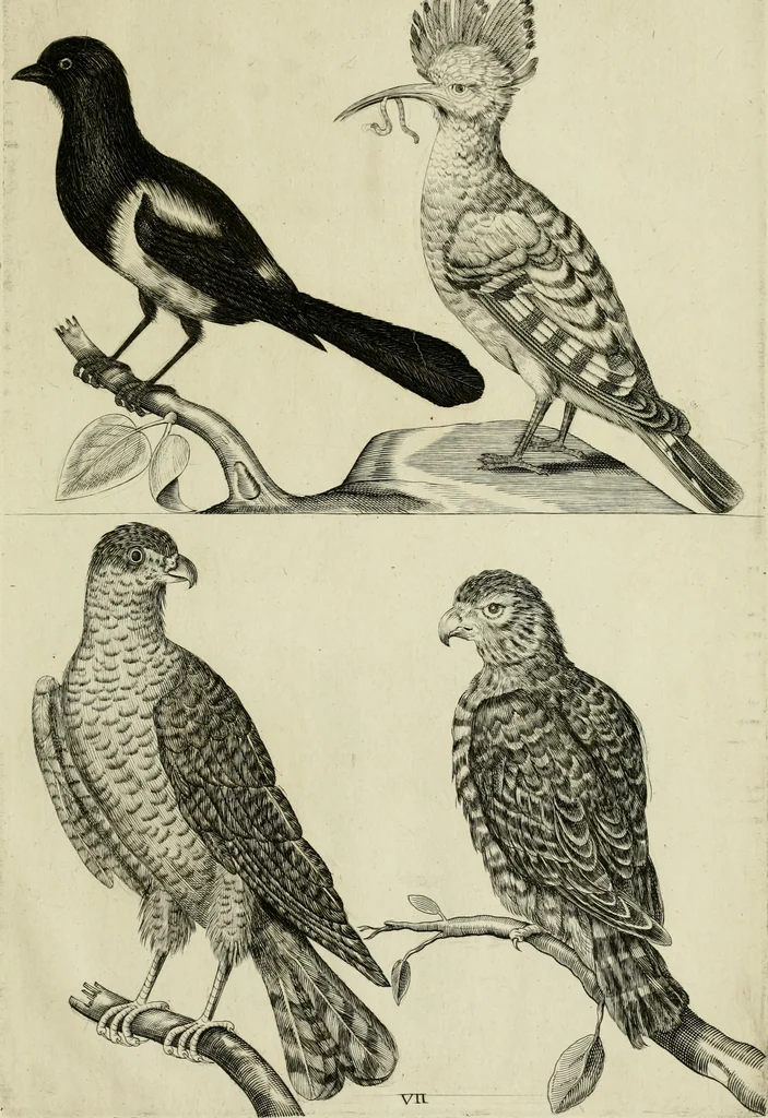 An illustration from La prima-[quinta] parte della luce del dipingere et disegnare, ..., 1643, leaf 420