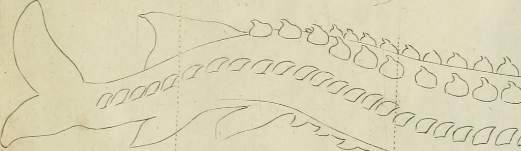 An illustration from La prima-[quinta] parte della luce del dipingere et disegnare, ..., 1643, leaf 432