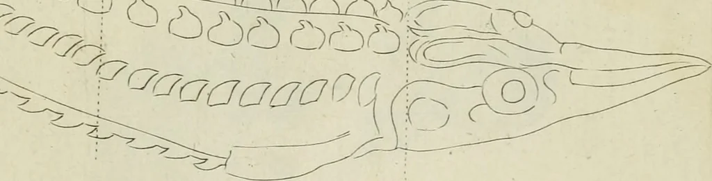 An illustration from La prima-[quinta] parte della luce del dipingere et disegnare, ..., 1643, leaf 432
