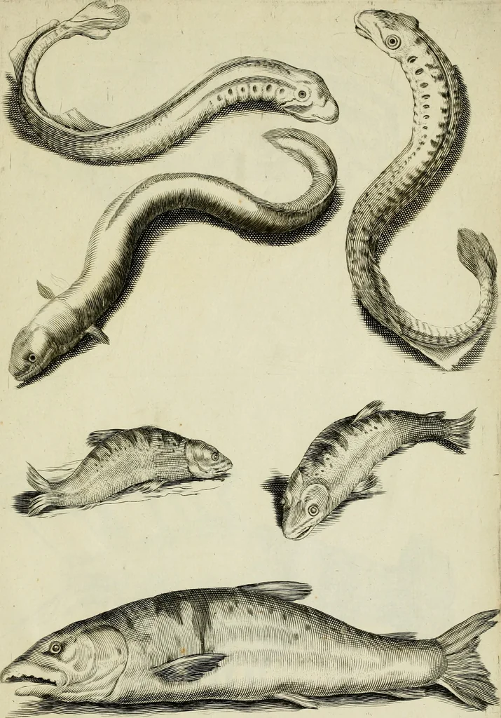 An illustration from La prima-[quinta] parte della luce del dipingere et disegnare, ..., 1643, leaf 438