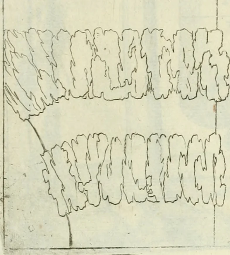 An illustration from L'architetto prattico : in cui con facilta si danno le regole per apprendere l'architettura civile, 1726, leaf 160