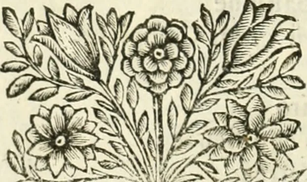 An illustration from La reale maesta, cioé, Racconto di quanto fece la regia città di Pauia nel compire e riceuere la Sereniss. D. Maria Anna, figliuola di Ferdinando terzo, imperadore sempre augusto, e sposa del grande monarca ibero Filippo quarto, di là in passando per andarsene in Ispagna, 1650, leaf 13
