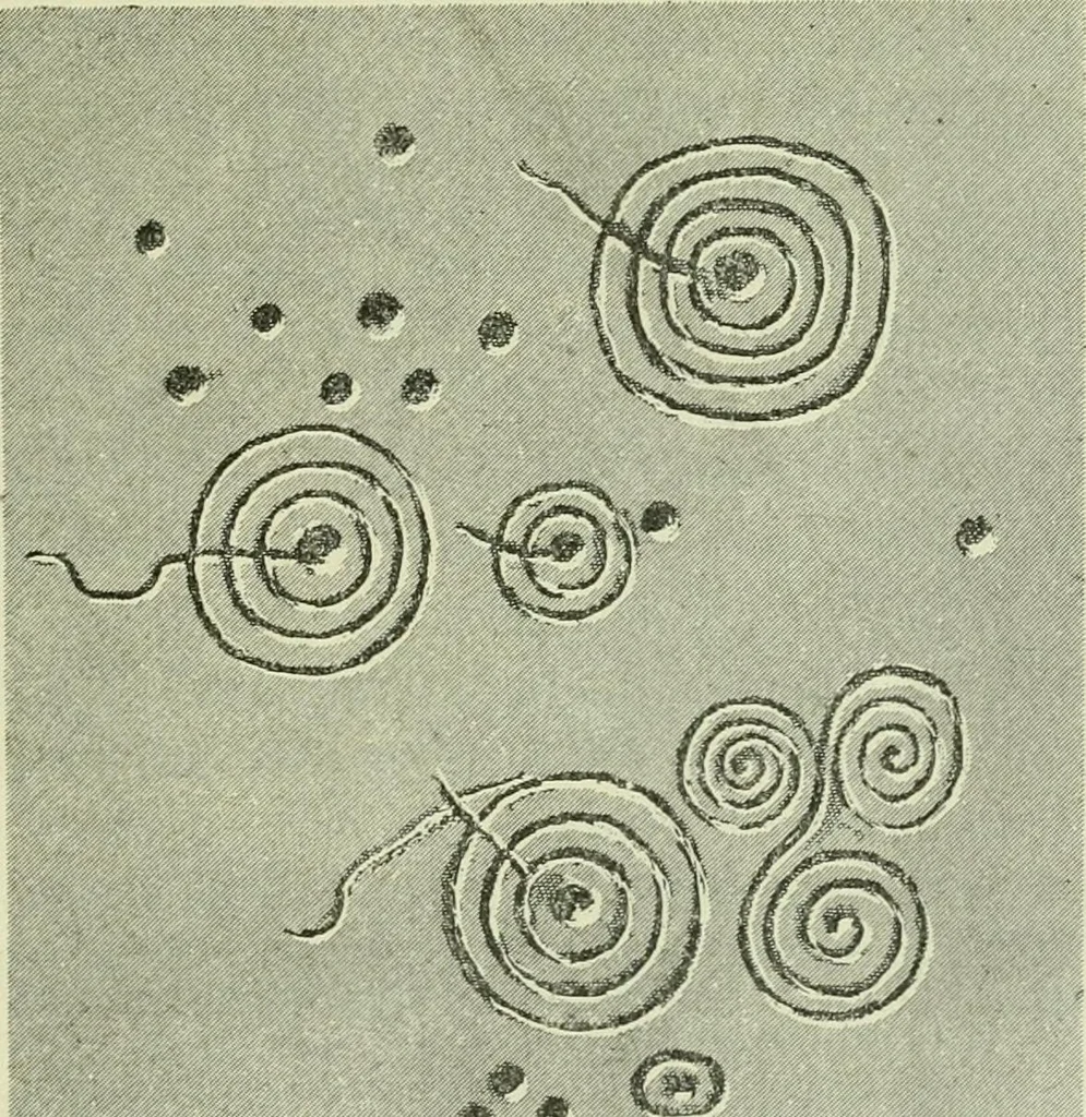 An illustration from La religion des Gaulois; les Druides et la druidisme;, 1897, leaf 91