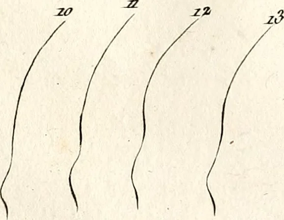 An illustration from L'art de connaitre les hommes par la physionomie, 1806, leaf 139