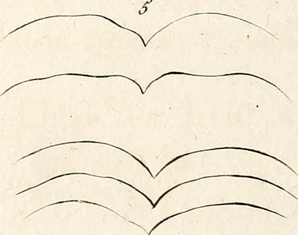 An illustration from L'art de connaitre les hommes par la physionomie, 1806, leaf 143