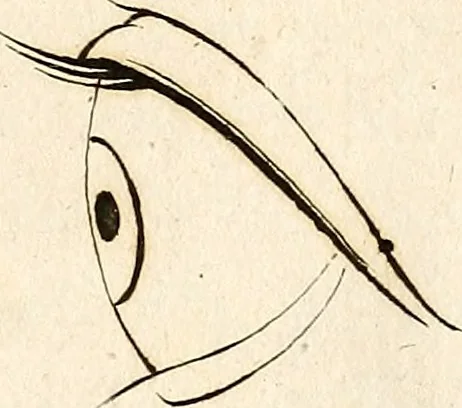An illustration from L'art de connaitre les hommes par la physionomie, 1806, leaf 153